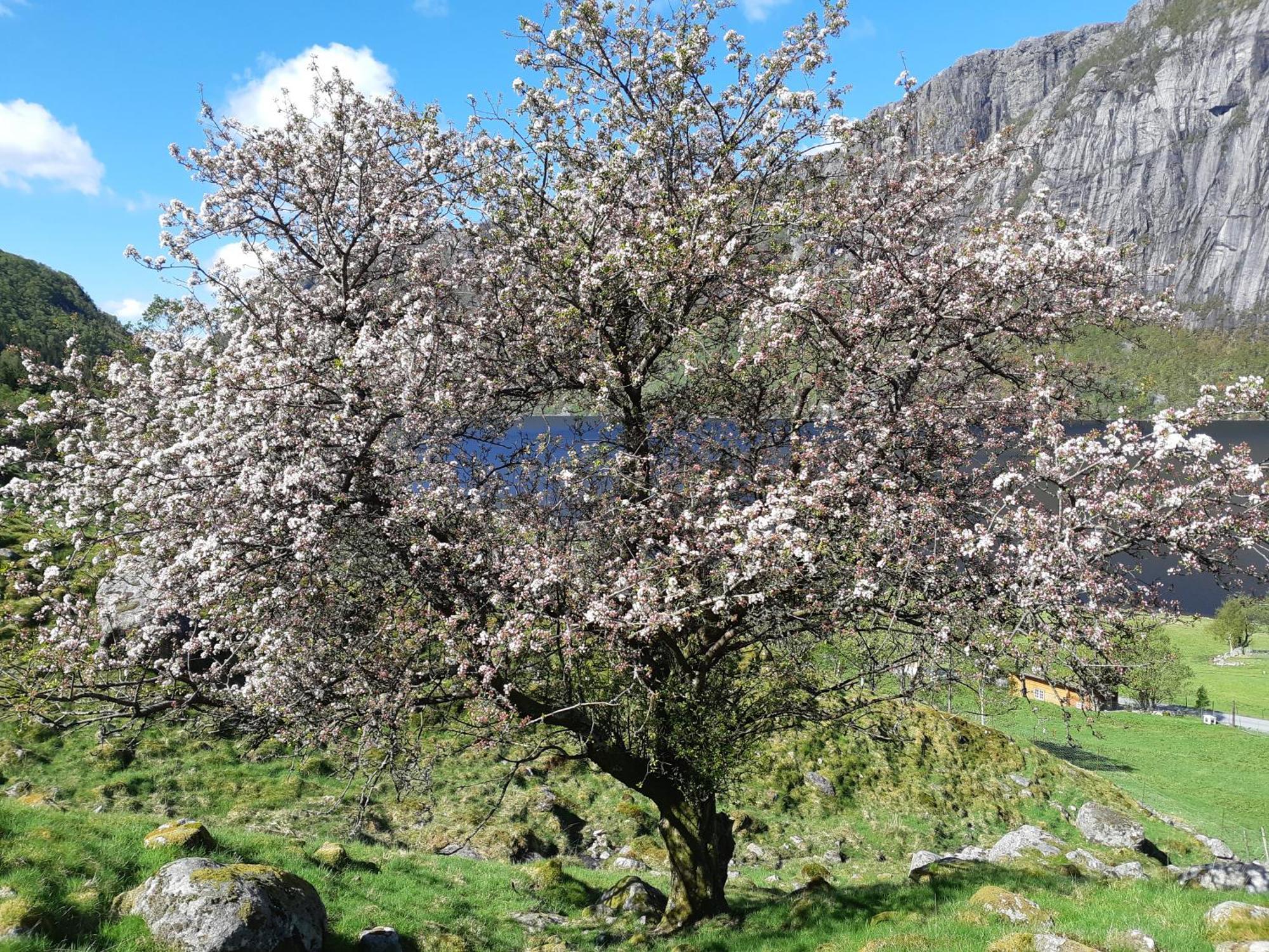 Hytte Ved Preikestolen Forsand エクステリア 写真